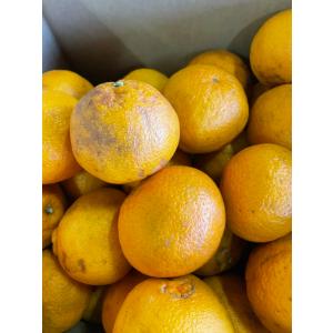 5営業日以内速攻出荷♪愛媛産 特に訳ありデコみ...の詳細画像3
