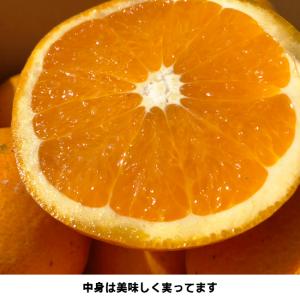 愛媛産 ご家庭用 農家さんもぐもぐ 外なり訳あ...の詳細画像1