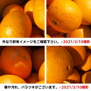 愛媛産 ご家庭用 農家さんもぐもぐ 外なり訳あ...の詳細画像2