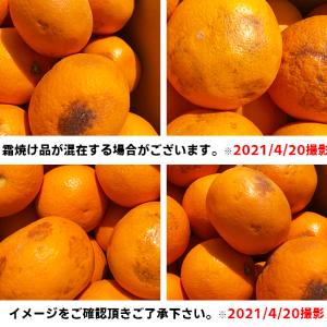 愛媛産 ご家庭用 農家さんもぐもぐ 外なり訳あ...の詳細画像3