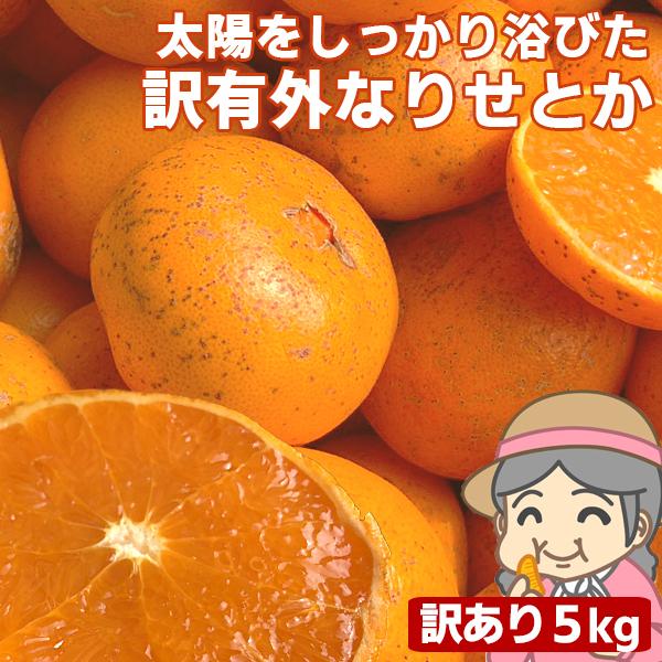 愛媛産 ご家庭用 農家さんもぐもぐ 外なり訳ありせとか 5kg(+約0.5kg多め) 不揃い 傷 汚...