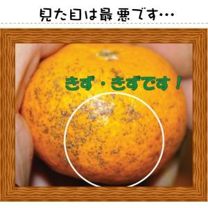 最安値に挑戦!特に訳ありみかん10kg(+約0...の詳細画像3