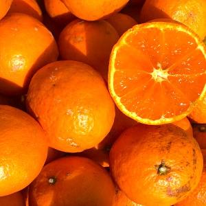 最安値に挑戦!特に訳ありみかん10kg(+約0...の詳細画像5