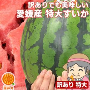 もぐもぐ 特大すいか 1玉 約7kg〜10kg 訳あり【送料無料(一部地域除く)】不揃い 家庭用 スイカの日 西瓜 フルーツ 果物 くだもの