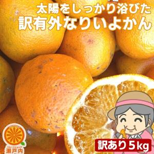 愛媛産 ご家庭用 農家さんもぐもぐ 外なり訳ありいよかん 5kg(+約0.5kg多め) 伊予柑 不揃い 傷 汚れ有 フルーツ 果物 くだもの みかん 柑橘類