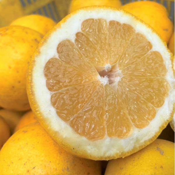 農家さんもぐもぐ河内晩柑 訳あり 2kg 買えば買うほどお得に 2箱で +2kg(6kgセット) 3...