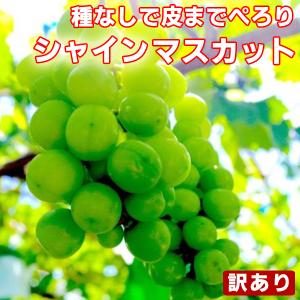 もぐもぐシャインマスカット 訳あり 約1kg〜1.2kg(目安1〜4房)  ご家庭用 送料無料 フルーツ 葡萄 ふぞろい 果物 旬 くだもの