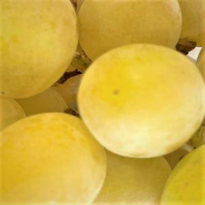 もぐもぐシャインマスカット 訳あり 約800g...の詳細画像1