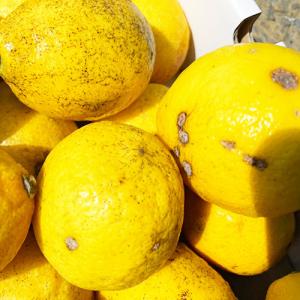 瀬戸内産 減農薬国産レモン 1kg【2品で+1...の詳細画像2