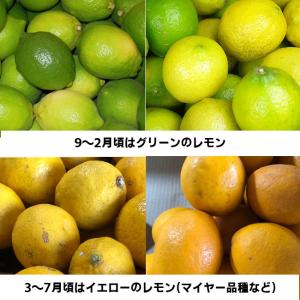 瀬戸内産 減農薬国産レモン 1kg【2品で+1...の詳細画像3