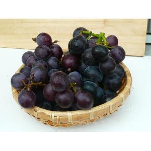 愛媛産 ピオーネ 訳あり 約1.2kg(目安1...の詳細画像1
