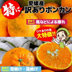 ご家庭用1kg120円で20kgまでお好きなだけどうぞ♪酸っぱうま〜い 愛媛県産 特に訳ありぽんかん 1kg 不揃い 椪柑 ポンカンオレンジ デコポンの親品種 フルーツ
