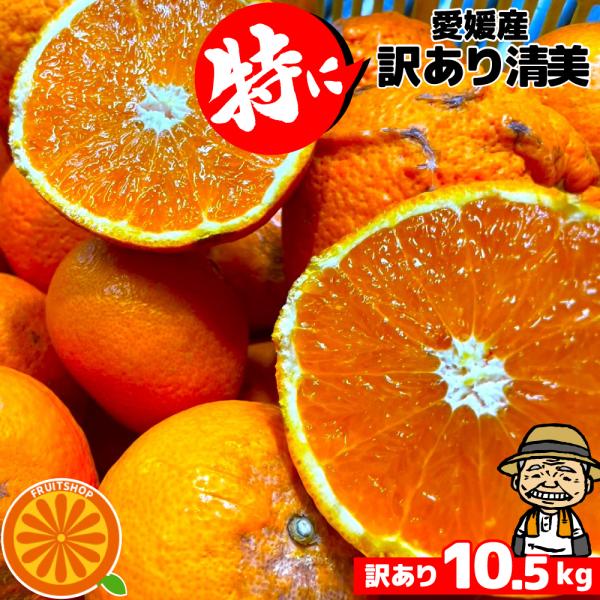 愛媛産 特に訳ありきよみ 10kg(+約0.5kg多め) 送料無料 清見オレンジ 清見タンゴール 不...