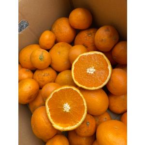 愛媛産 特に訳ありきよみ 10kg(+約0.5...の詳細画像3