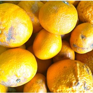愛媛産 特に訳ありきよみ 10kg(+約0.5...の詳細画像5