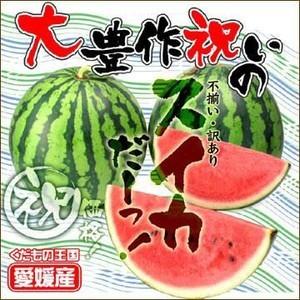 ちょっと小さめの大豊作祝いのスイカ　2玉入 不揃い・不選別・訳あり送料無料　フルーツ 果物 くだもの わけあり 食品 ワケあり ふぞろい 果実