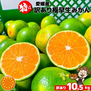 只今出荷中♪特に訳ありみかん10kg(+約0....の詳細画像1