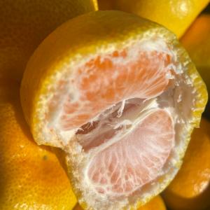 只今出荷中!特に訳ありハウスみかん5kg(+約...の詳細画像2