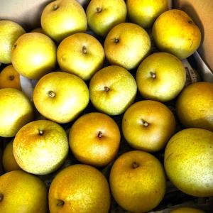 特に訳あり和梨4kg 箱込み 送料無料不ぞろい...の詳細画像3