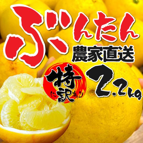 愛媛、高知県産 特に訳あり土佐文旦2.2kg 不揃い 送料無料  ぶんたん ブンタン パール柑 フル...