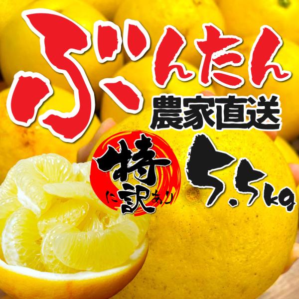 愛媛、高知県産 特に訳あり土佐文旦5.5kg 不揃い 送料無料  ぶんたん ブンタン パール柑 フル...