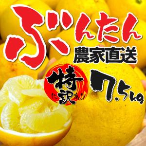 文旦 訳あり 土佐文旦 8kg 【2月下旬～3月下旬発送】 杉本屋
