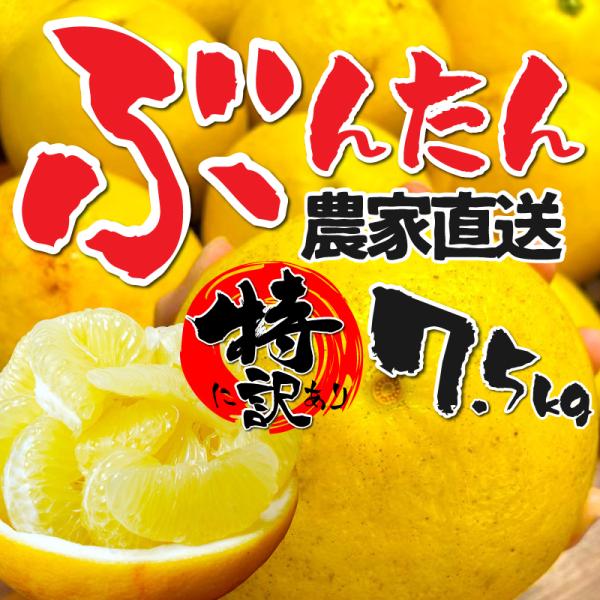 愛媛、高知県産 特に訳あり土佐文旦7.5kg 不揃い 送料無料  ぶんたん ブンタン パール柑 フル...
