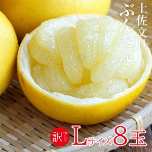 送料無料 土佐文旦 ブンタン 文旦 秀品 5玉 Lサイズ 1玉 約400g前後