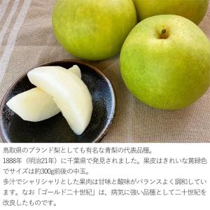 送料無料 鳥取県産 二十世紀梨 1玉 約 30...の詳細画像2