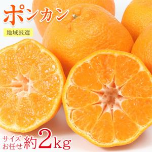 送料無料 紅まどか キズ有り サイズお任せ 約4.5kg 3〜6玉 長崎 長崎県