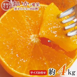 安心の自社検品 送料無料 愛媛県産 あいか 愛果 紅まどんな みかん 愛媛みかん 愛まどんな サイズお任せ 約 5kg 国産みかん ご家庭用 愛媛県