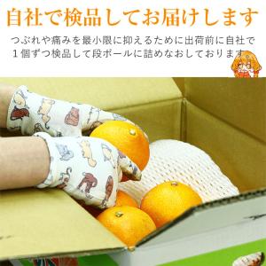 安心の自社検品 送料無料 愛媛県産 あいか 愛...の詳細画像1