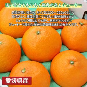 安心の自社検品 送料無料 愛媛県産 あいか 愛...の詳細画像3