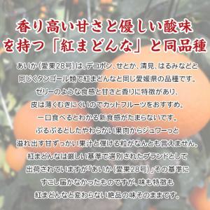安心の自社検品 送料無料 愛媛県産 あいか 愛...の詳細画像4
