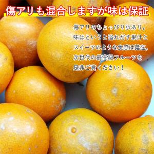 安心の自社検品 送料無料 愛媛県産 あいか 愛...の詳細画像5