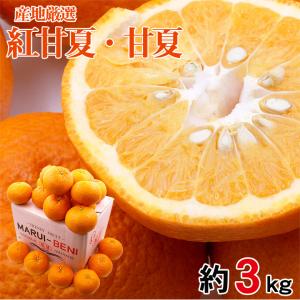 大玉文旦赤系・紅まどか2種　約15キロ 送料無料 紅まどか キズ有り サイズお任せ 約4.5kg 3〜6玉 長崎 長崎県