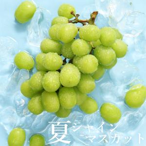 9月初旬より順次ご発送 送料無料 シャインマス...の詳細画像1