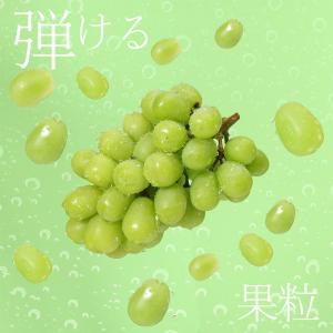 9月初旬より順次ご発送 送料無料 シャインマス...の詳細画像2