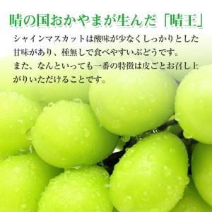 9月初旬より順次ご発送 送料無料 シャインマス...の詳細画像3