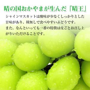 8月下旬より順次ご発送 送料無料 シャインマス...の詳細画像3
