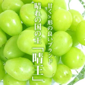 8月下旬より順次ご発送 送料無料 シャインマス...の詳細画像4