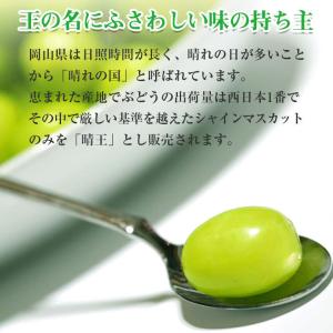 8月下旬より順次ご発送 送料無料 シャインマス...の詳細画像5