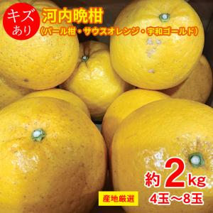 うーちゃんパール柑4L20kg 送料無料 地域厳選 河内晩柑 パール柑 サウスオレンジ 宇和ゴールド 約