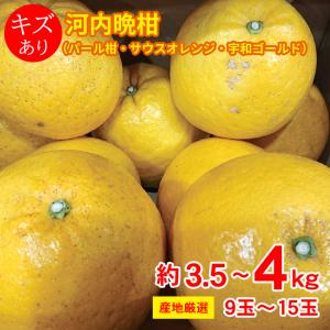 パール柑 訳あり 箱込9キロ（8kg＋保証分500g）文旦 土佐文旦の