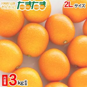 送料無料 宮崎県 宮崎 きんかんたまたま きんかん 金柑 2Lサイズ 完熟きんかん 3kg 前後 みかん 国産みかん 箱買い ご家庭用 秀品  訳あり