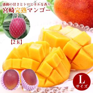 宮崎完熟マンゴー 宮崎マンゴー 完熟マンゴー マンゴー 大玉 3L 2玉