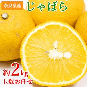 送料無料 訳あり 産地直送 長崎県産 じゃがいも 春じゃが 約 10kg