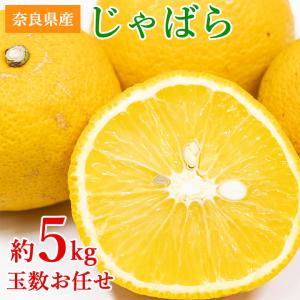 順次ご発送中 送料無料 鳥取県産 新甘泉 しんかんせん 秋甘泉 梨 6玉