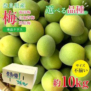 送料無料 花山椒 約100g 産地直送 奈良県産 奈良県 奈良 サンショウ