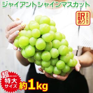 送料無料 地域厳選 超 特大 シャインマスカット 訳アリ 約 1kg 大粒 大サイズ 4L 以上 ご家庭用 マスカット ぶどう ギフト